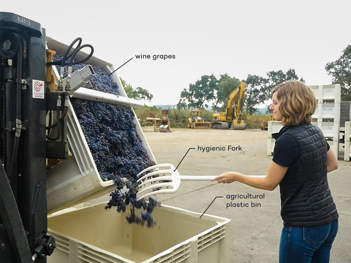 agricultural plastic bin with wine grapes and hygienic fork for wineries