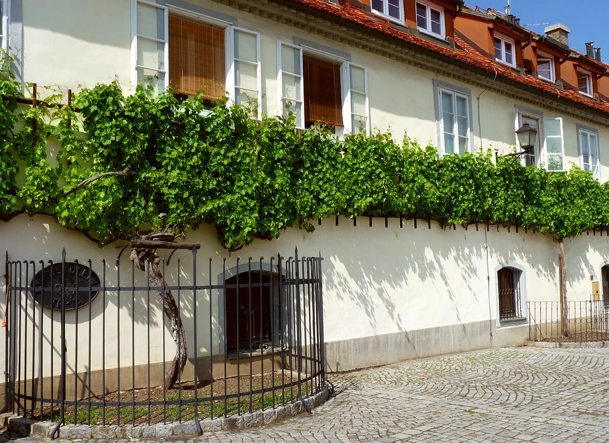 Stara Trta is listed in the Guiness Book of World Records as the oldest living grapevine in the world.