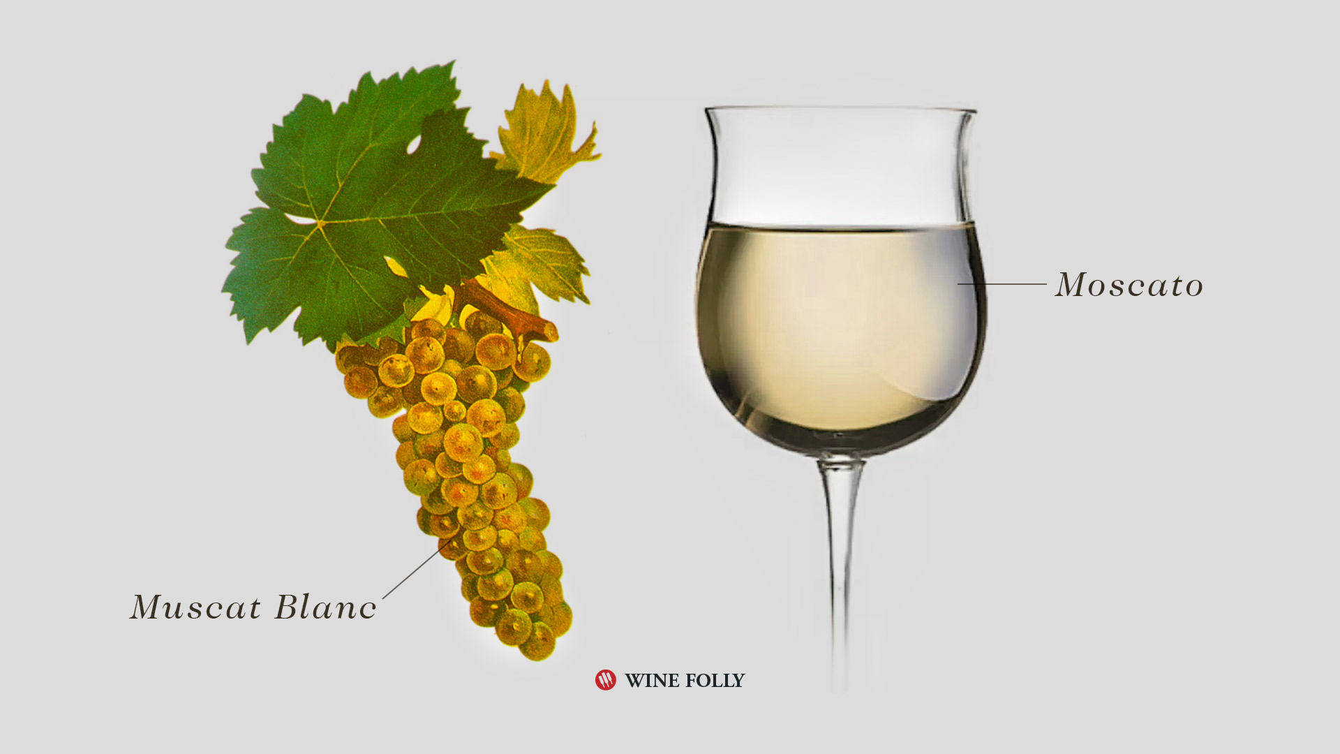 Moscato Wine in glass and Muscat Blanc Grapes Illustration by Wine Folly