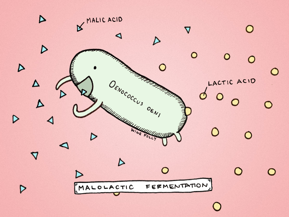 Malolactic Fermentation Oenococcus oeni Illustration