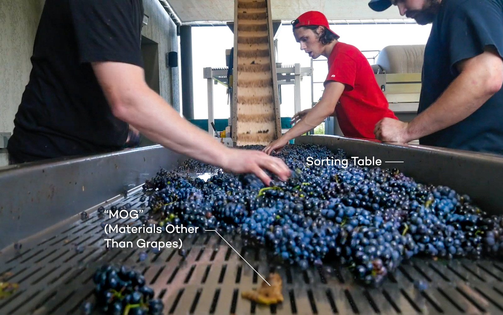 Wine grape sorting table with Cabernet Sauvignon in Sonoma and MOG (materials other than grapes)