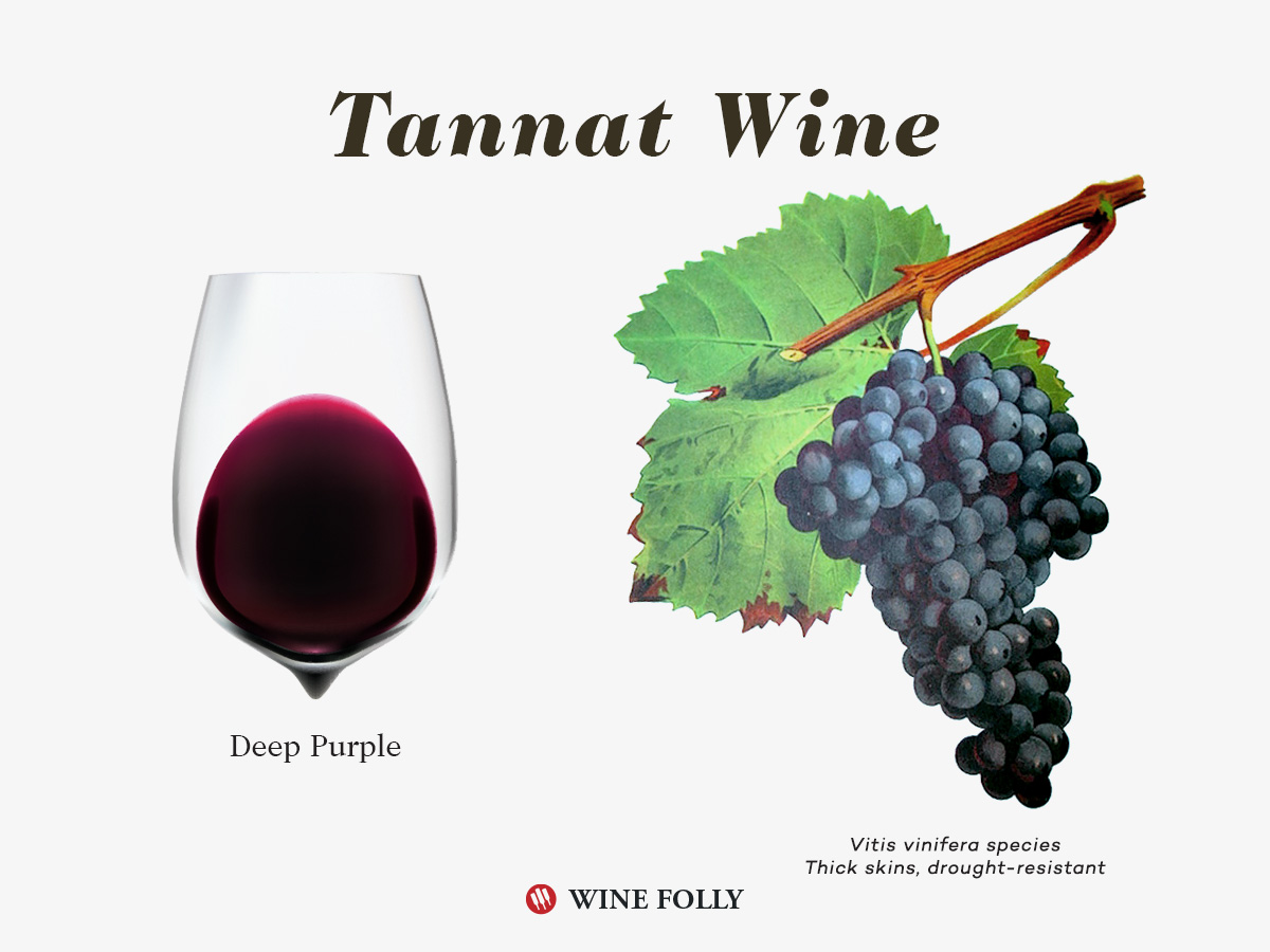 Tannat wine color and grapes illustration by Wine Folly