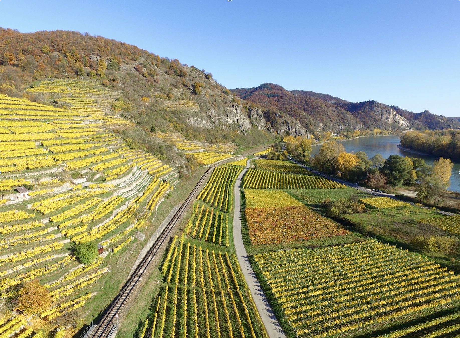 Terraced Vineyards in the Autumn that are green and golden