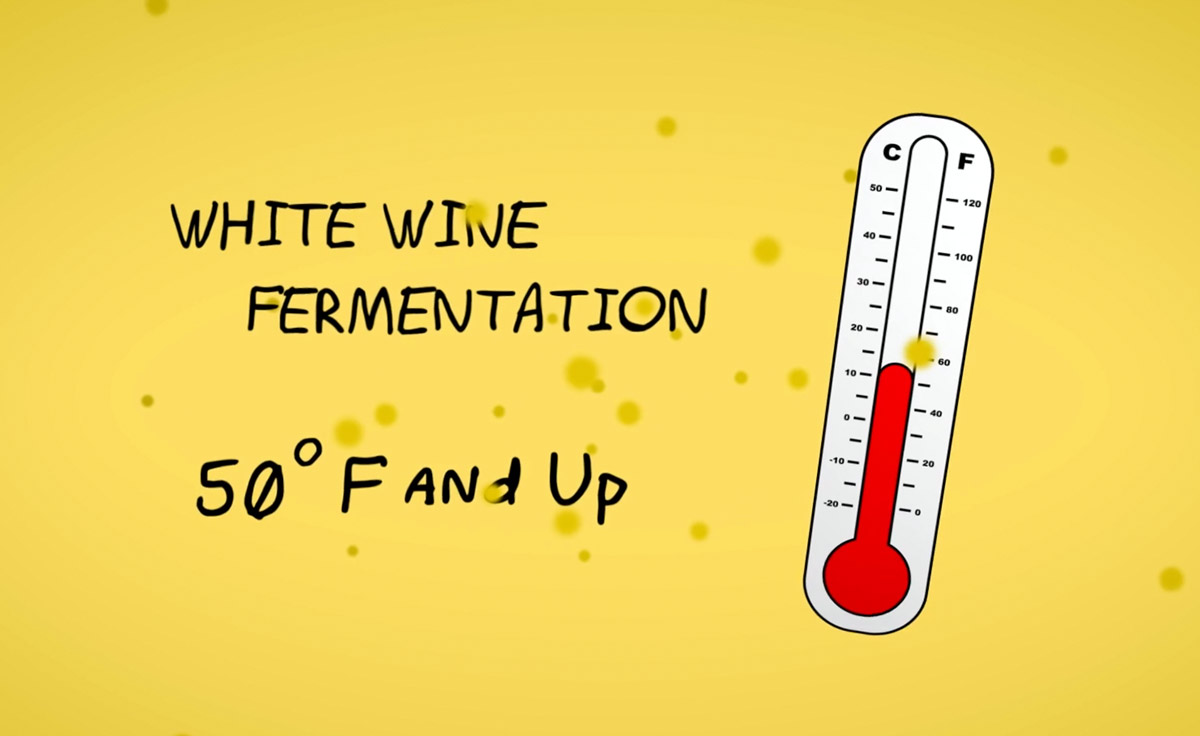 White wine fermentations are cooler than red wines at around 50 F and up