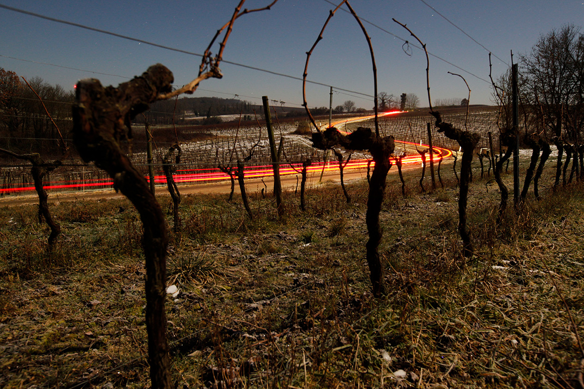 Cognac Vineyards in Winter Courtesy of Cognac Embassy in Slovakia