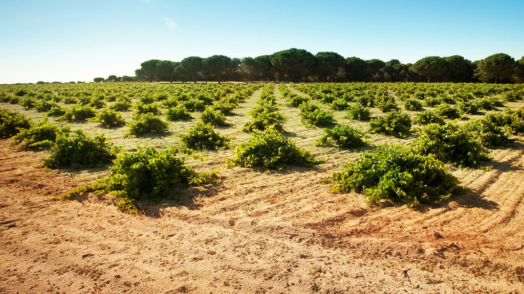 Many of Rueda's vines are farmed as bush vines. Notice the pine nut trees in the background. Vineyards at Garciarevalo